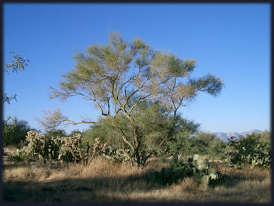 AZ Land For Sale